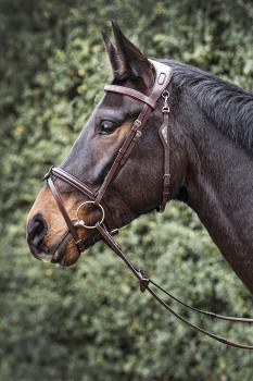 EquilineAnatomiskTrenseJP-20